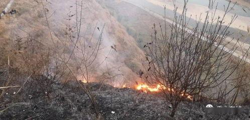 狮子山爆料视频最新,最新热点事件深度解析